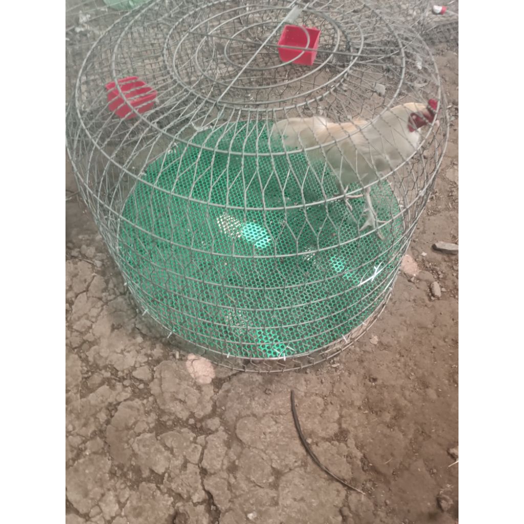 Vĩ Lót Bội Gà (Bội 1m) ( chỉ có vĩ như ảnh không kèm khung và bội)