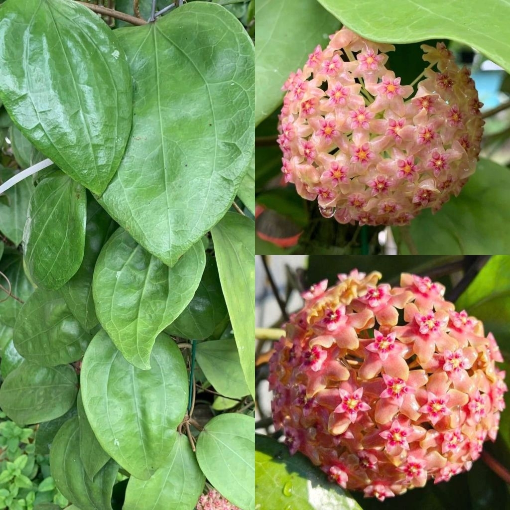 Chậu cây cẩm cù hoya Glabra