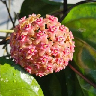 Chậu cây cẩm cù hoya Glabra