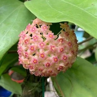 Chậu cây cẩm cù hoya Glabra