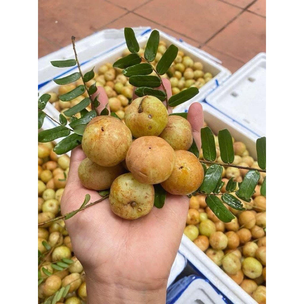 Mắc Kham(Me Rừng) ăn nghiền lắm.