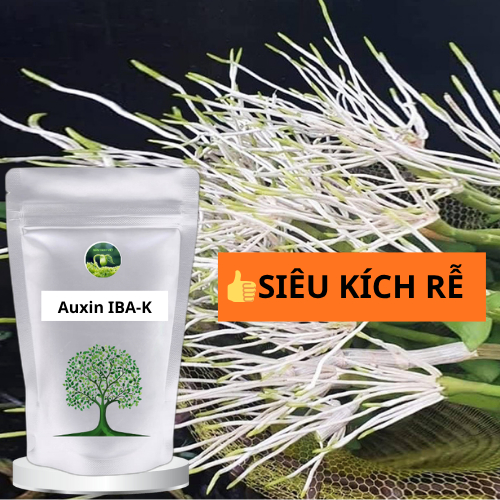 Auxin K-IBA 98% Tan Nước | Kích Rễ Cực Mạnh Giâm Cành – Chiết Cành | Ra Rễ Nhanh, Tỷ Lệ Sống Cao