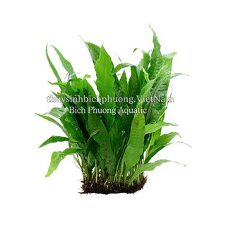 DƯƠNG XỈ JAVA | JAVA MINI - CÂY DÁN ĐÁ, BUỘC LŨA DỄ TRỒNG KHÔNG CO2 THỦY SINH