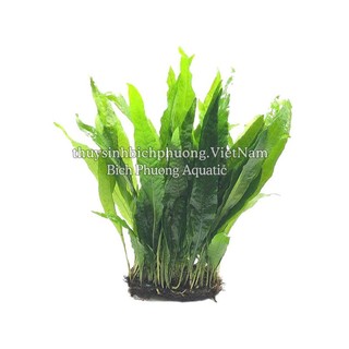 DƯƠNG XỈ JAVA | JAVA MINI - CÂY DÁN ĐÁ, BUỘC LŨA DỄ TRỒNG KHÔNG CO2 THỦY SINH
