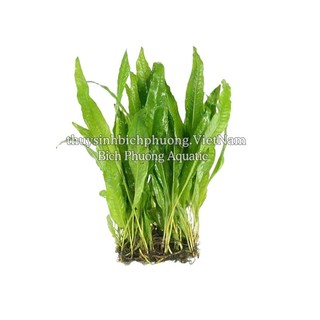 DƯƠNG XỈ JAVA | JAVA MINI - CÂY DÁN ĐÁ, BUỘC LŨA DỄ TRỒNG KHÔNG CO2 THỦY SINH