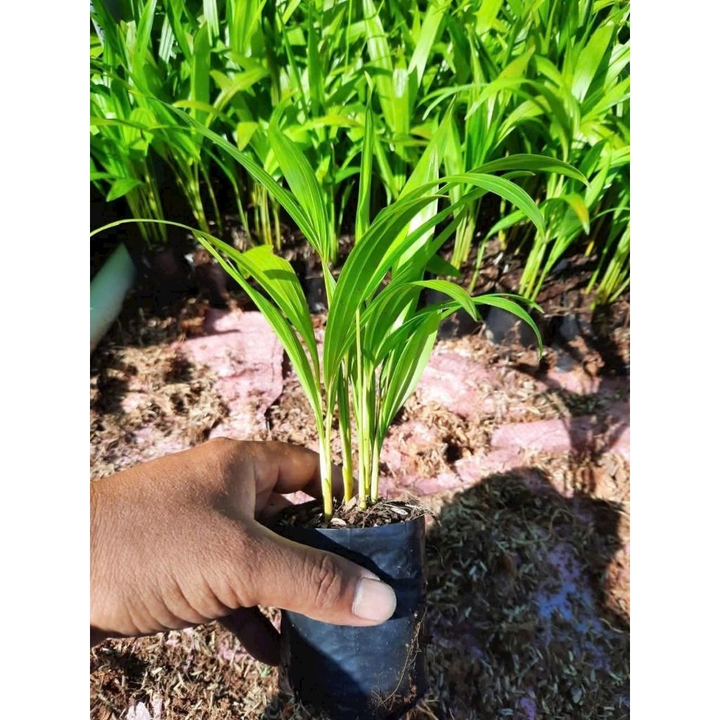 Chậu cây giống cau vàng Đài Loan