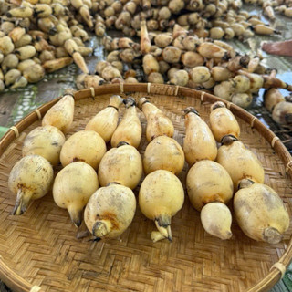 1Kg Củ Sen Nhỏ Size 5-6 Củ Thích Hợp Làm Gỏi-Xào-Nấu Chè(Chỉ nhận Miền Nam+Miền Trung)