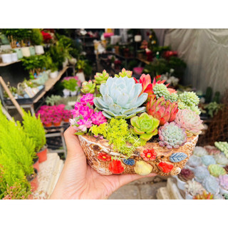 Set sen đá tiểu cảnh mix theo sở thích.