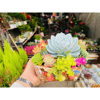 Set sen đá tiểu cảnh mix theo sở thích.