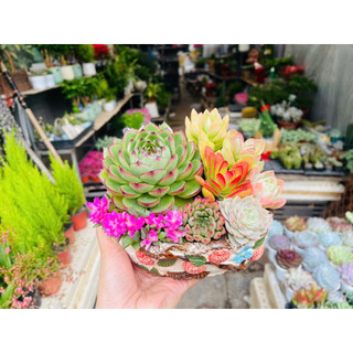 Set sen đá tiểu cảnh mix theo sở thích.