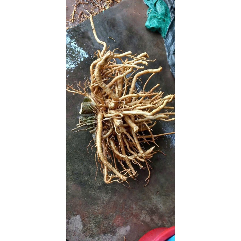 Củ đinh lăng 3kg, Đinh Lăng Nếp Lá Nhỏ Nam Định - Đinh Lăng Ta Già Nguyên Củ Từ 8-10 Năm