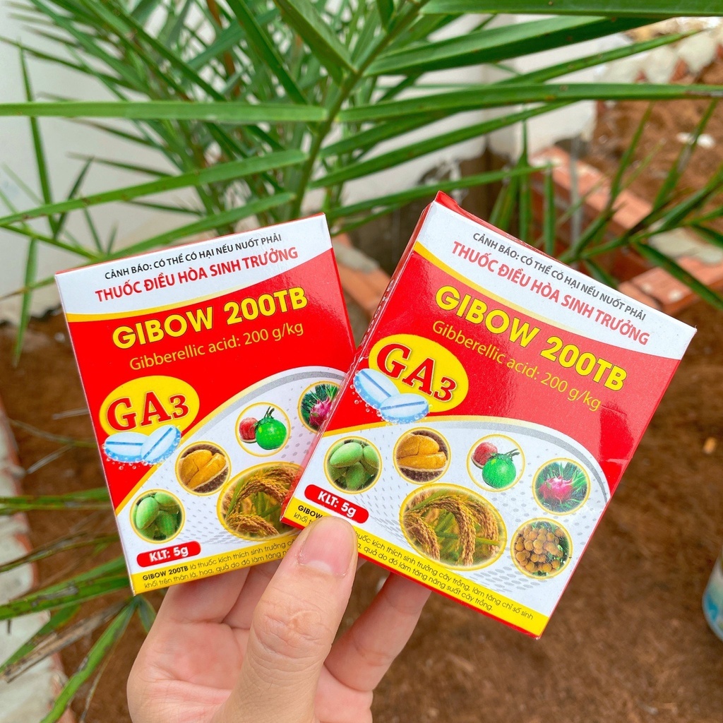 GA3 Gibow 200TB, Siêu Phì Trái, Bóng Trái, Đẹp Trái