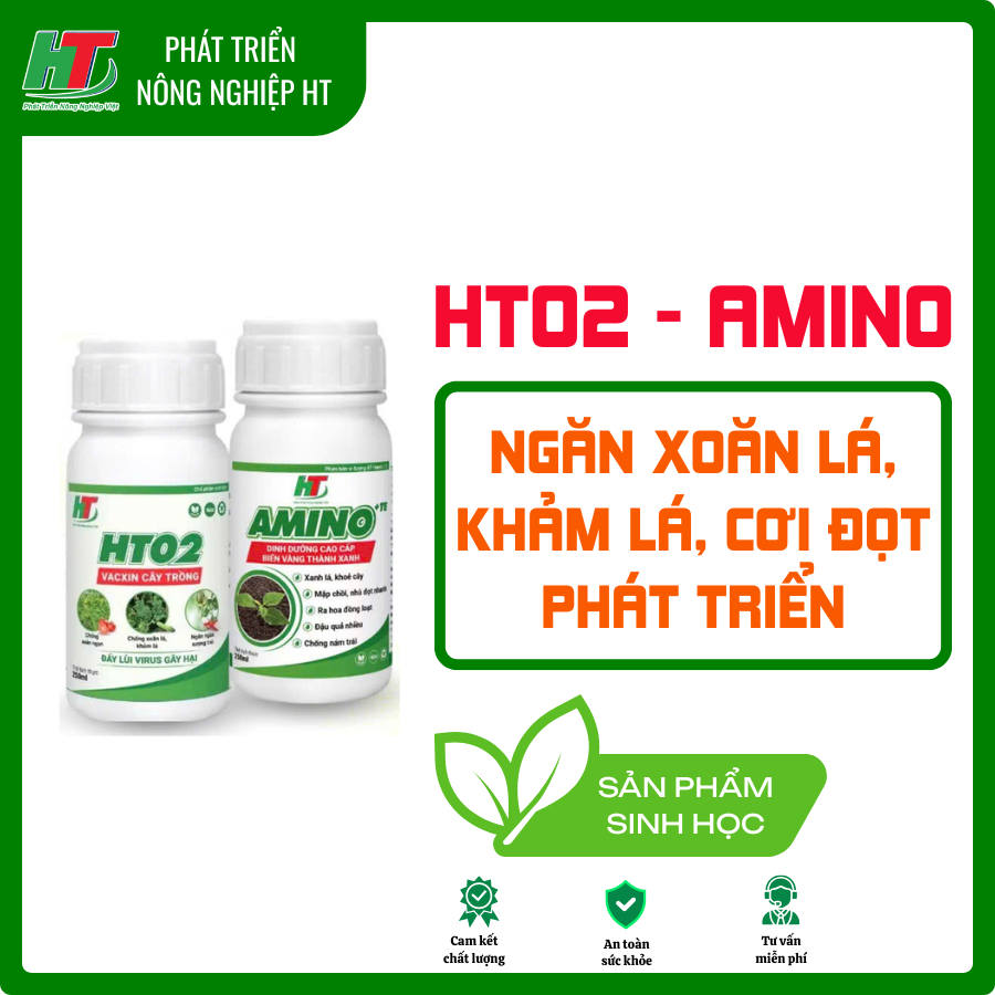 Bộ đôi HT02 và AMINO xử lý cây xoăn ngọn, khảm lá, ngoảnh đầu lân