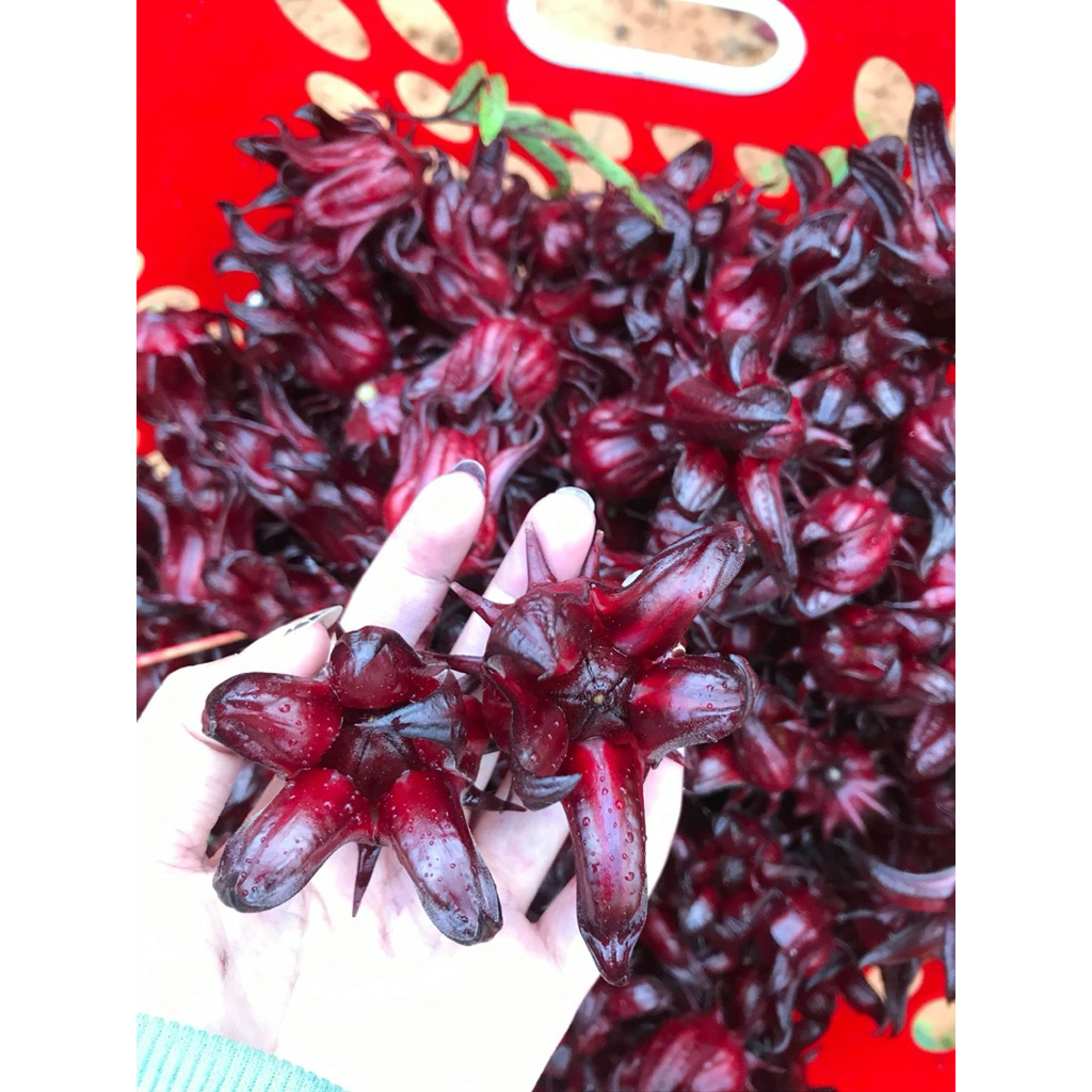 Hoa Atiso đỏ tươi còn hạt ( CHỈ GIAO MIỀN NAM )