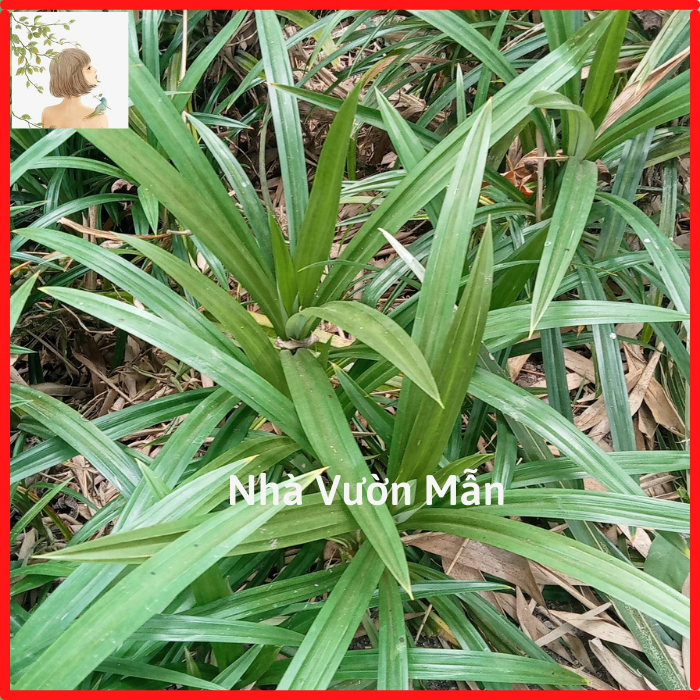 Combo 2 Cây Giống Lá Dứa Thơm