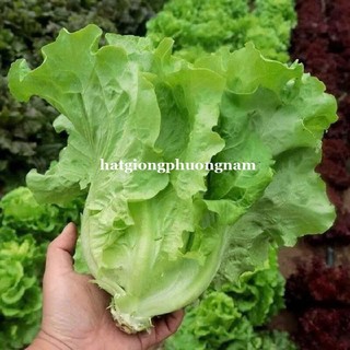 2 Gram - Hạt Giống Xà Lách Sang Chu