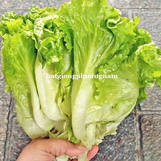 2 Gram - Hạt Giống Xà Lách Sang Chu