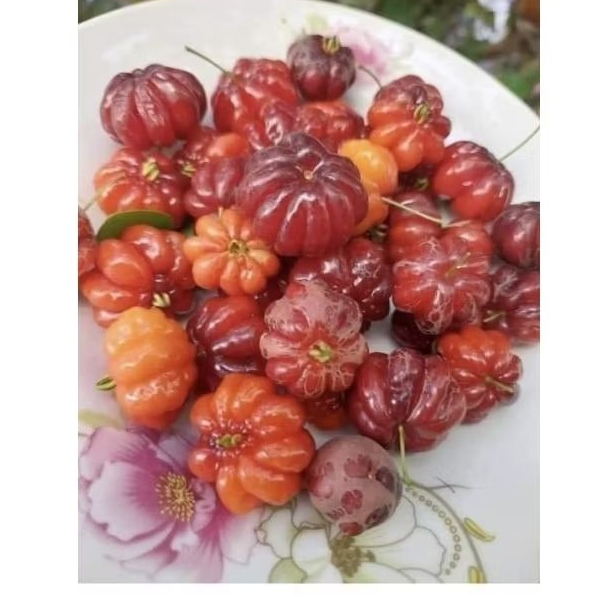 cây giống chery surinam