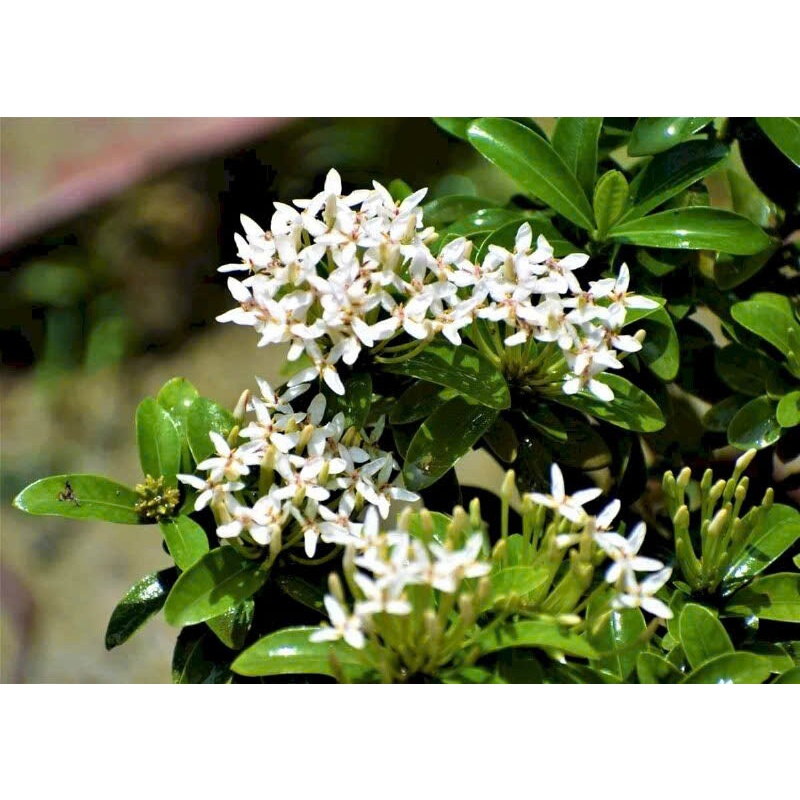 Hoa Trang Trắng - Mẫu Đơn Trắng giống hoa to, lá to, hoa thơm rất đẹp