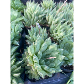 cây sen đá hawothia dạ quang🌵 ❣ [Chính hãng]⚡ [Ảnh thật] ❤ [FreeShip] ✈ [Có sẵn]