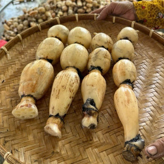 Combo 5kg Củ Sen Tươi(Hoả tốc)