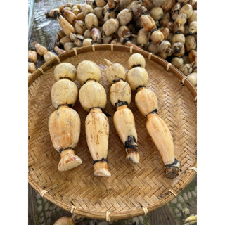 Combo 5kg Củ Sen Tươi(Hoả tốc)