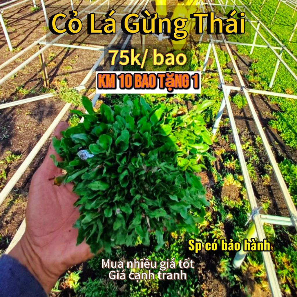 Cỏ Gừng Thái ,Trang Trí Cảnh Quan Sân Vườn,Trại Gà 1 Bao Tuỳ Trồng Dày Hoặc Thưa Sẽ từ 1,1-1,6 m vuông