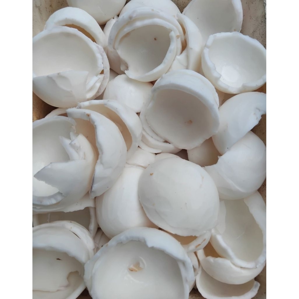 Cùi dừa bánh tẻ tươi 1kg