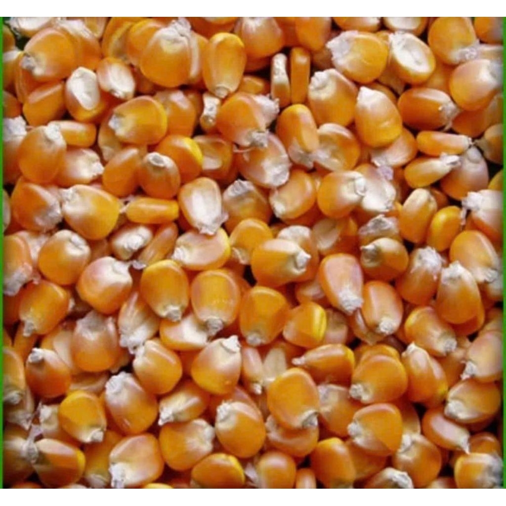 Hạt giống ngô tẻ cao sản C.P 511 năng suất cao