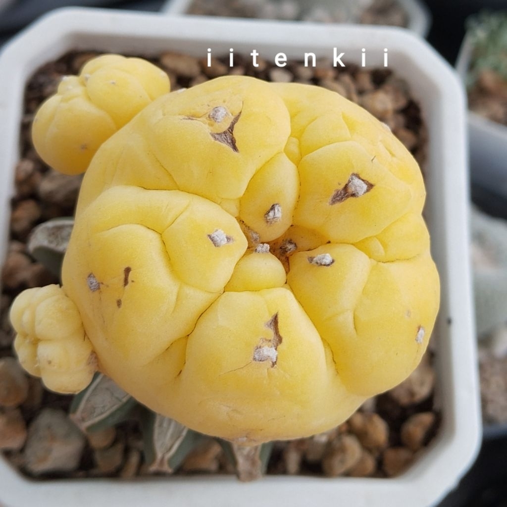 Xương rồng lopho var xả đất gửi cây ko kèm chậu