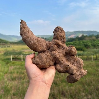 Khúc Khắc khô Bắc Giang loại đẹp (sâm thổ phục linh)
