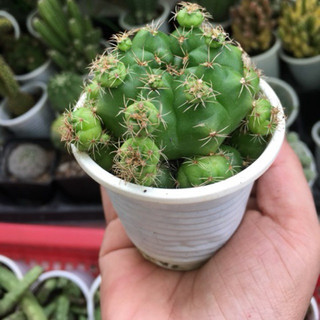 XƯƠNG RỒNG DAMSI CỔ
