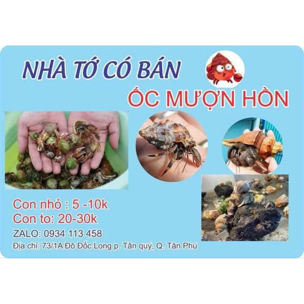 Vỏ ốc - shop có OMH rugo nhỏ, Vio lớn (đủ size từ mini/M/L/XL/2XL)
