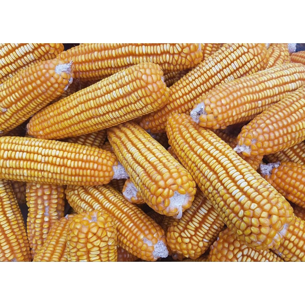 Hạt giống ngô lai F1- C.P511 Bắp to năng suất cao