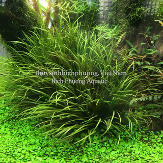 CỎ NHẬT ẤN ĐỘ | CÂY CẮT CẮM TẦNG TRUNG CẢNH DỄ TRỒNG