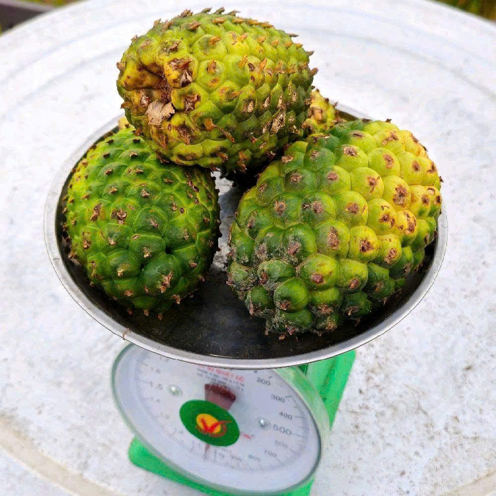 Dứa Rừng Quý Hiếm Tự Nhiên 1kg