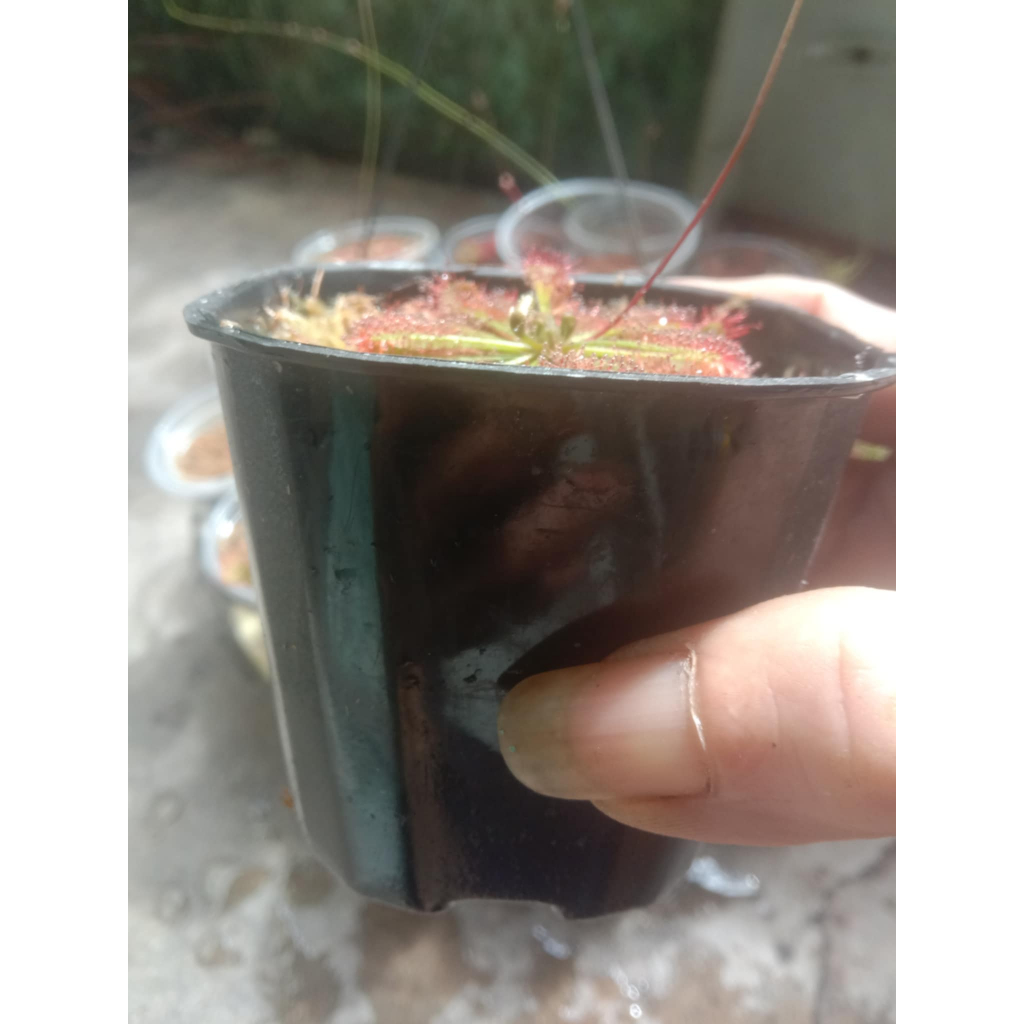 Chậu nhựa Drosera burmanii "Humpty Doo"