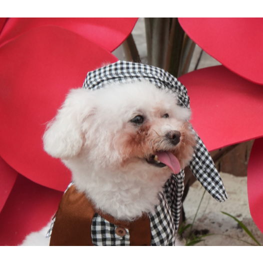 Khăn rằng cho chó mèo Yudog