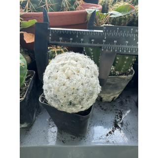 XƯƠNG RỒNG BÔNG GÒN