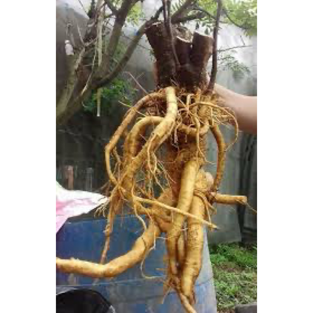 Củ đinh lăng nếp lá nhỏ trồng tự nhiên lâu năm