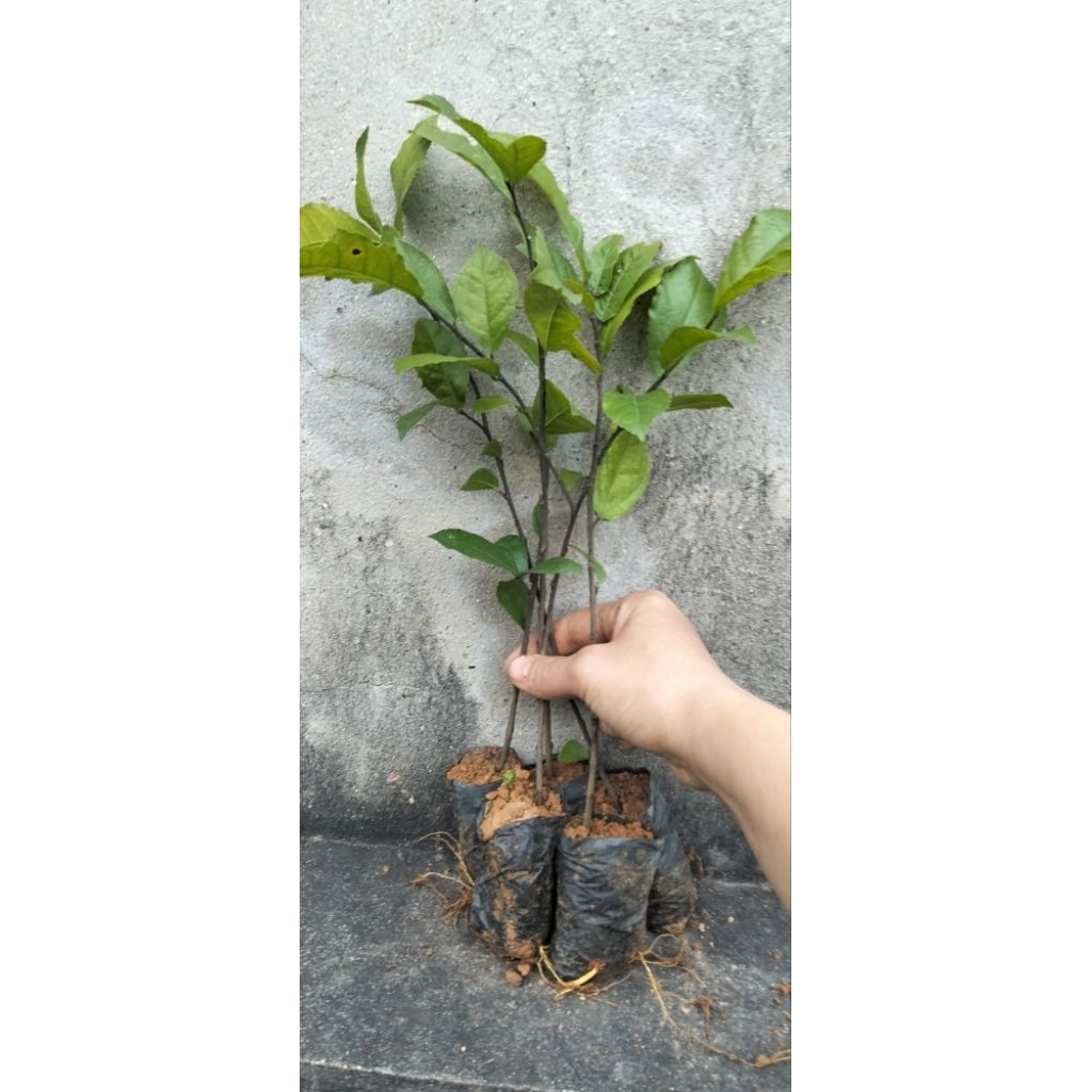 10_5_3 cây duối giống.dẻo dai.nhận hàng lá hơi vàng.rễ khỏe.mua5 tặng 1