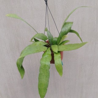 Chậu cây quỳnh trắng thái hoa thơm