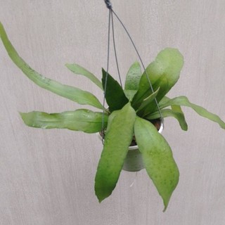 Chậu cây quỳnh trắng thái hoa thơm