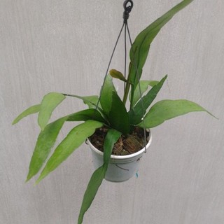 Chậu cây quỳnh trắng thái hoa thơm