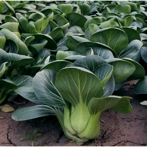 [Runqingh] Hạt Giống Cải Pokoy Xanh (Cải Thìa Xanh, Cải Chíp ) - Gói khoảng 1000 hạt