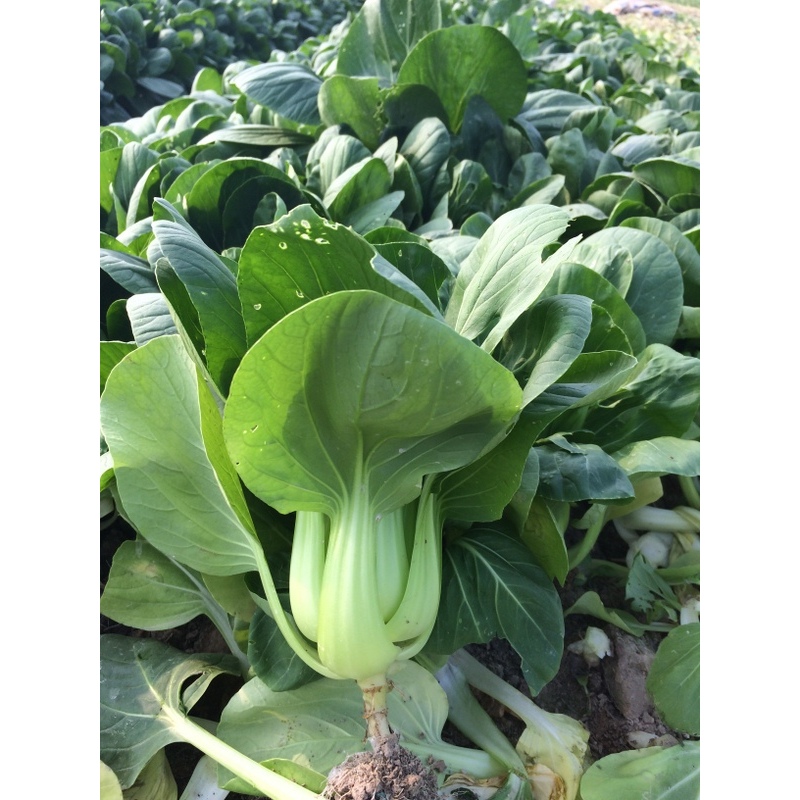 Hạt Giống Cải Thìa Xanh (Cải Pokoy Xanh , Cải Chíp ) - Gói 1000 Hạt