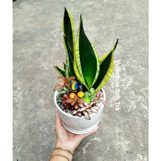 (VHST giao trong ngày) Cây LƯỠI HỔ mix, chậu cây để bàn.