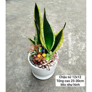 (VHST giao trong ngày) Cây LƯỠI HỔ mix, chậu cây để bàn.