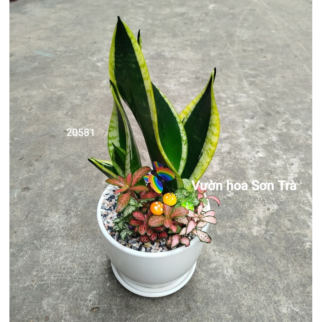 (VHST giao trong ngày) Cây LƯỠI HỔ mix, chậu cây để bàn.