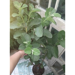Chậu Cây ỔI RUBY RUỘT ĐỎ cao 80-100cm.